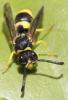 Ancistrocerus sp.